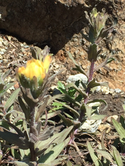 Castilleja affinis neglecta