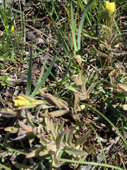 Castilleja affinis neglecta