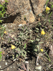Castilleja affinis neglecta