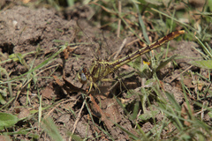 Arigomphus lentulus
