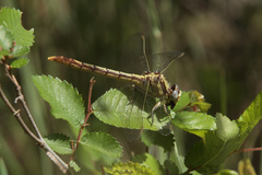 Arigomphus lentulus