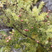 Styphelia tameiameiae - Photo (c) Floyd A. Reed, μερικά δικαιώματα διατηρούνται (CC BY), uploaded by Floyd A. Reed