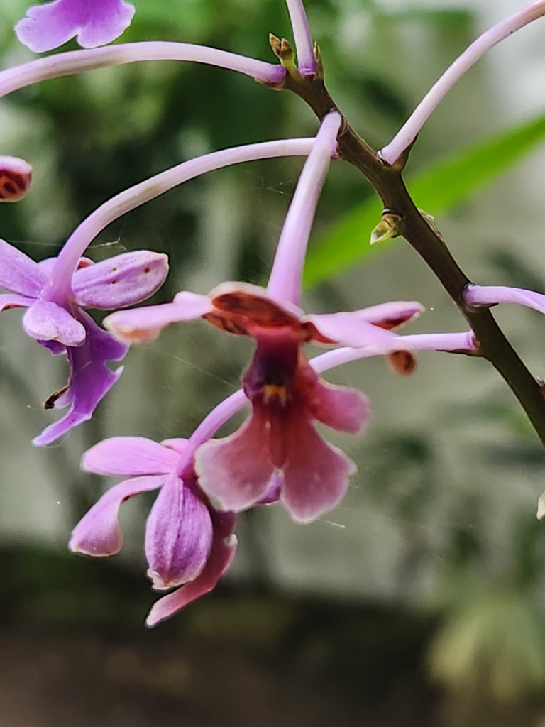 Epidendrum pseudoschumannianum