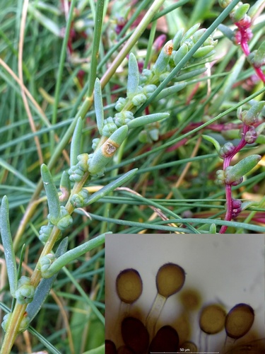 Uromyces chenopodii