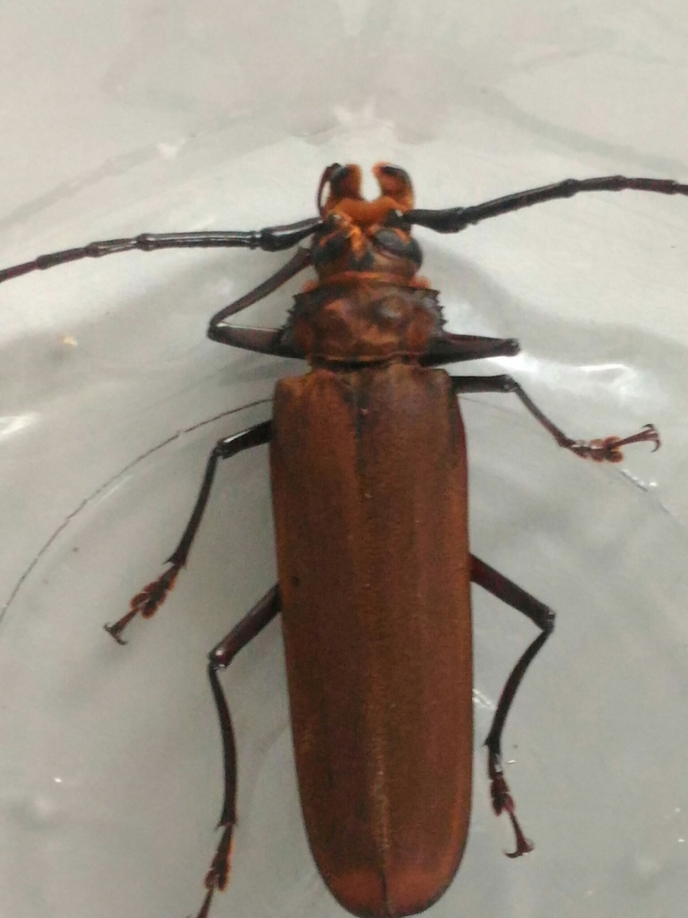 Orthomegas similis