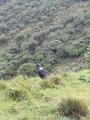 Corvus albicollis
