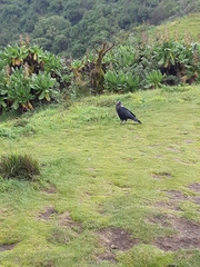 Corvus albicollis