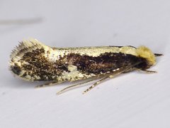 Monopis dorsistrigella