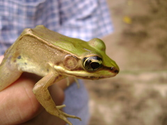 Lithobates vaillanti