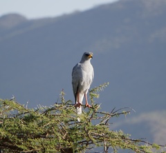 Melierax poliopterus