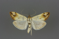 Loxostege egregialis
