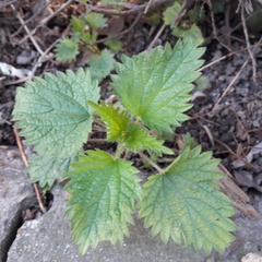 Urtica