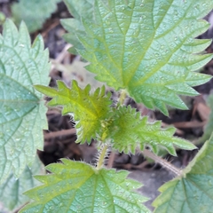 Urtica