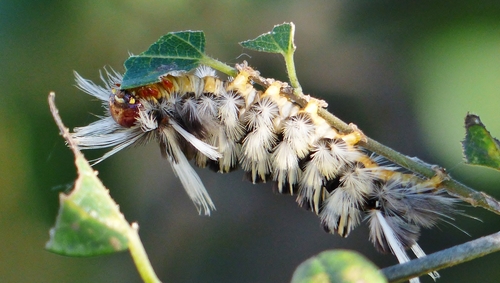 Schaus' Tussock Moth
