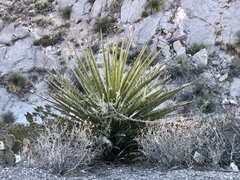 Yucca faxoniana
