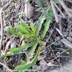 Taraxacum officinale
