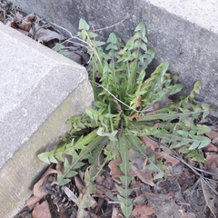 Taraxacum officinale