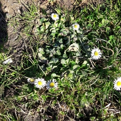 Bellis perennis