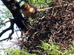 Pseudoseisura lophotes