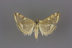 Loxostege munroealis