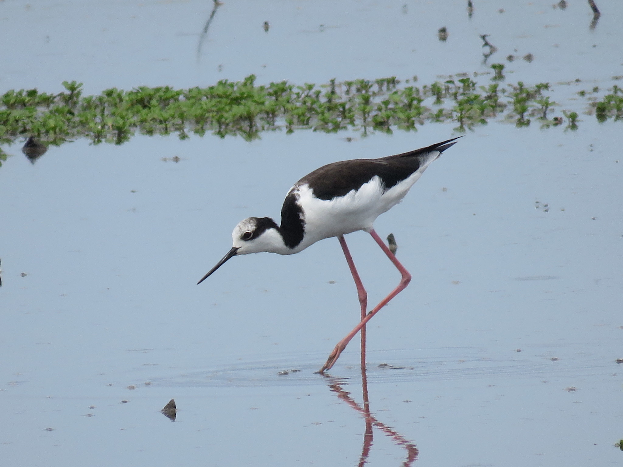 Black-necked Stilt