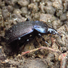 Sphaeroderus