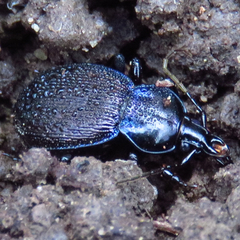 Sphaeroderus