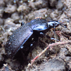 Sphaeroderus