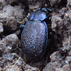 Sphaeroderus