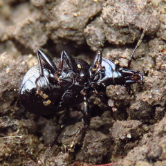 Sphaeroderus