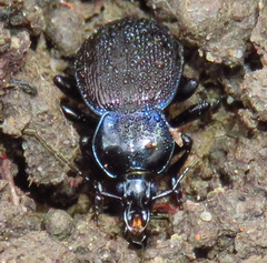 Sphaeroderus