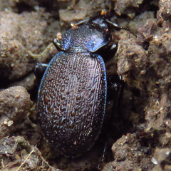 Sphaeroderus