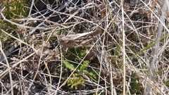 Pardalophora apiculata