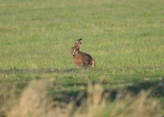 Lepus europaeus