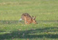 Lepus europaeus