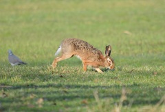 Lepus europaeus