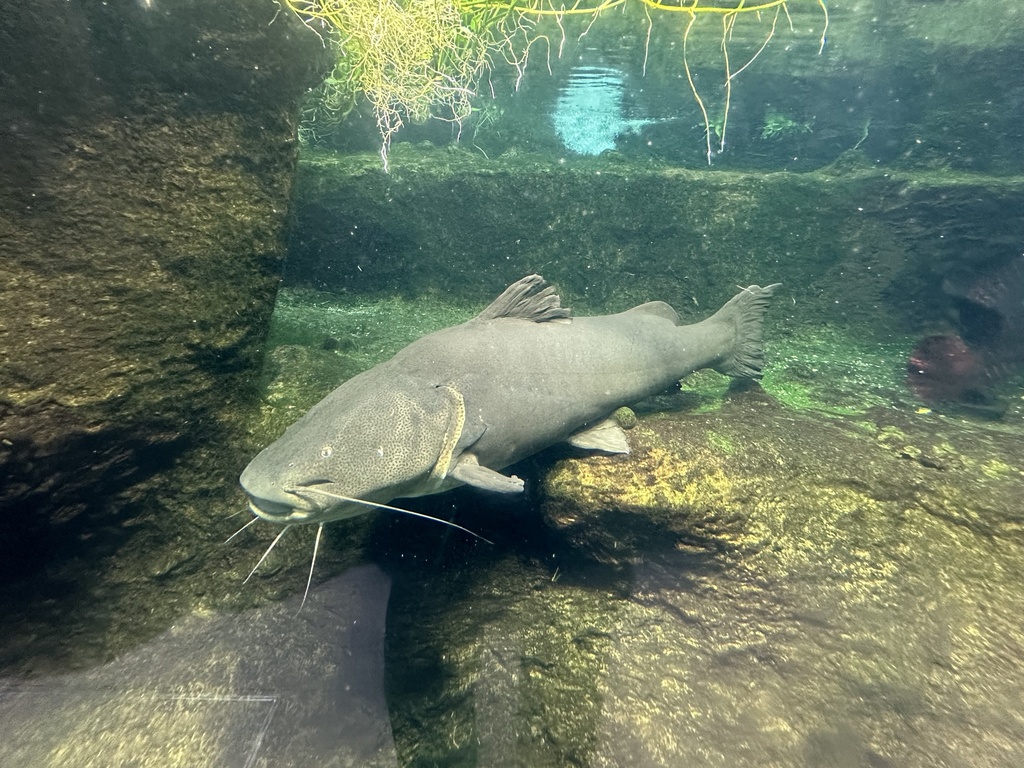 Gilded Catfish
