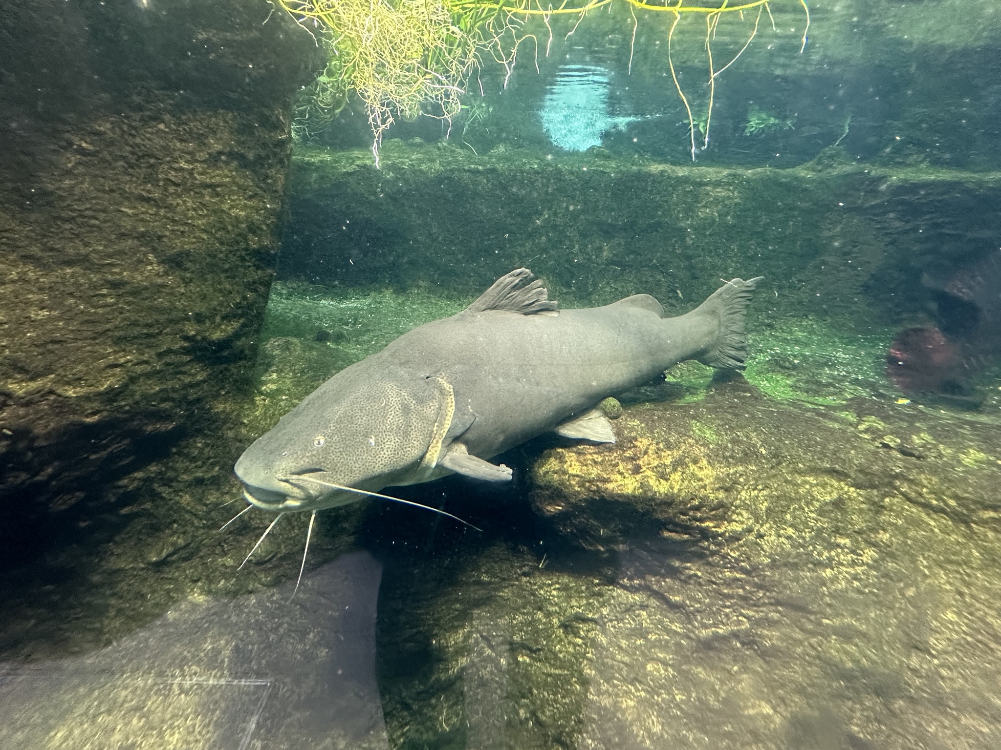 Jaú-açu (Zungaro zungaro), gigante bagre amazônico