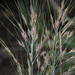 Common Russet Grass - Photo (c) Felix Riegel, some rights reserved (CC BY-NC), uploaded by Felix Riegel