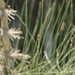 Equisetum xylochaetum - Photo (c) Roy Erkens, algunos derechos reservados (CC BY-ND), subido por Roy Erkens