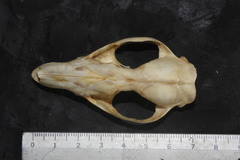 Philander opossum fuscogriseus