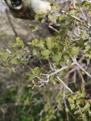 Quercus john-tuckeri