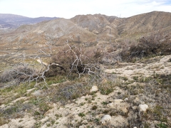 Quercus john-tuckeri