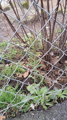 Erigeron sumatrensis
