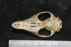 Philander opossum fuscogriseus
