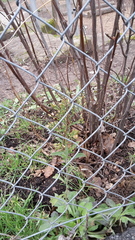 Erigeron sumatrensis
