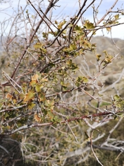 Quercus john-tuckeri