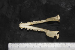 Philander opossum fuscogriseus