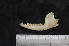 Philander opossum fuscogriseus