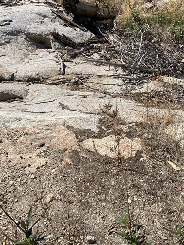 iNaturalist observation photo of Western Whiptail